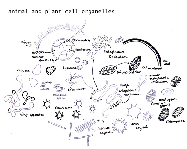 animal and plant cell organelles