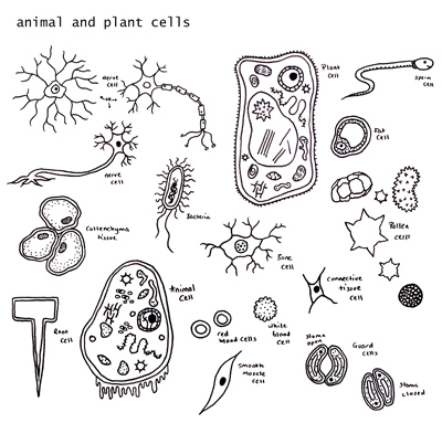 other animal plant cells