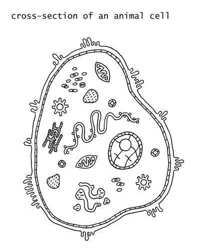 Animal Cell Cross Section