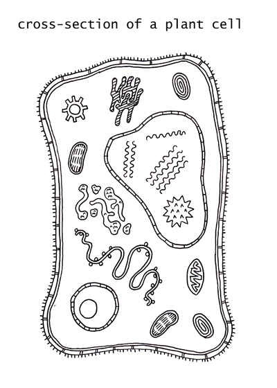 plant cell cross section